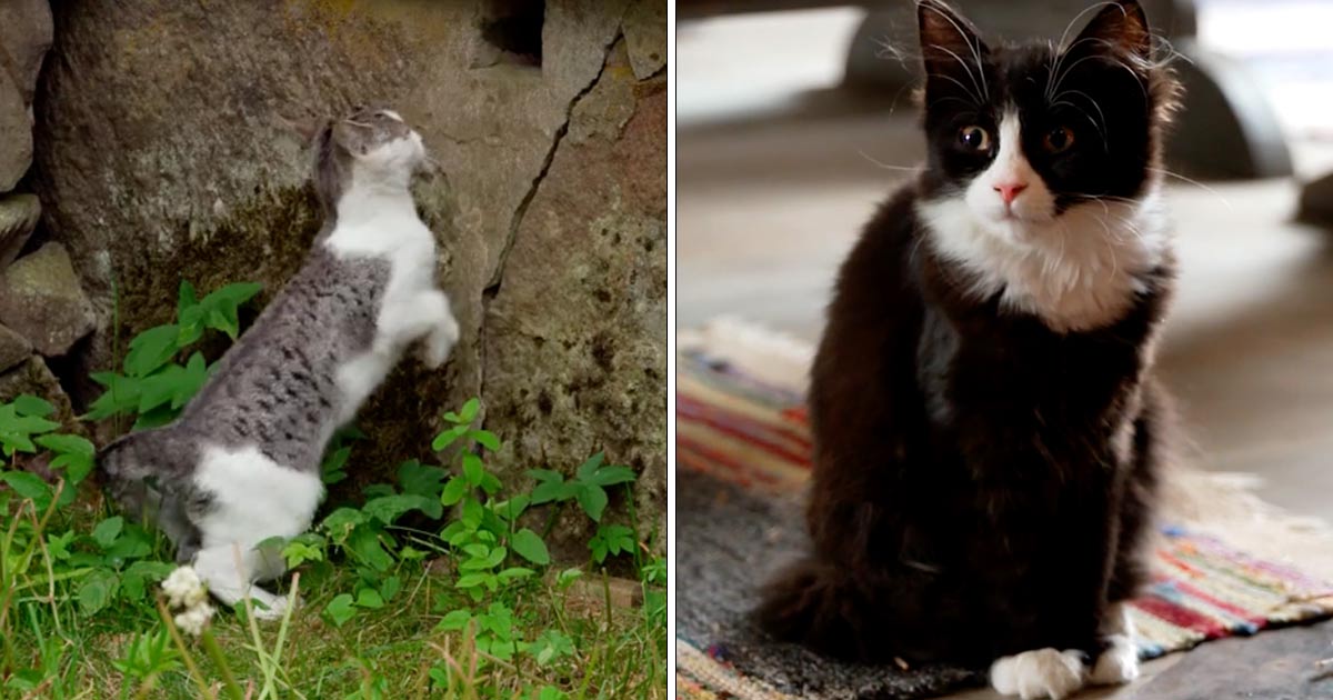 Kattungarna i "Farmen".