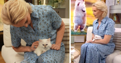 Jenny Strömstedt får kritik för kattinslag