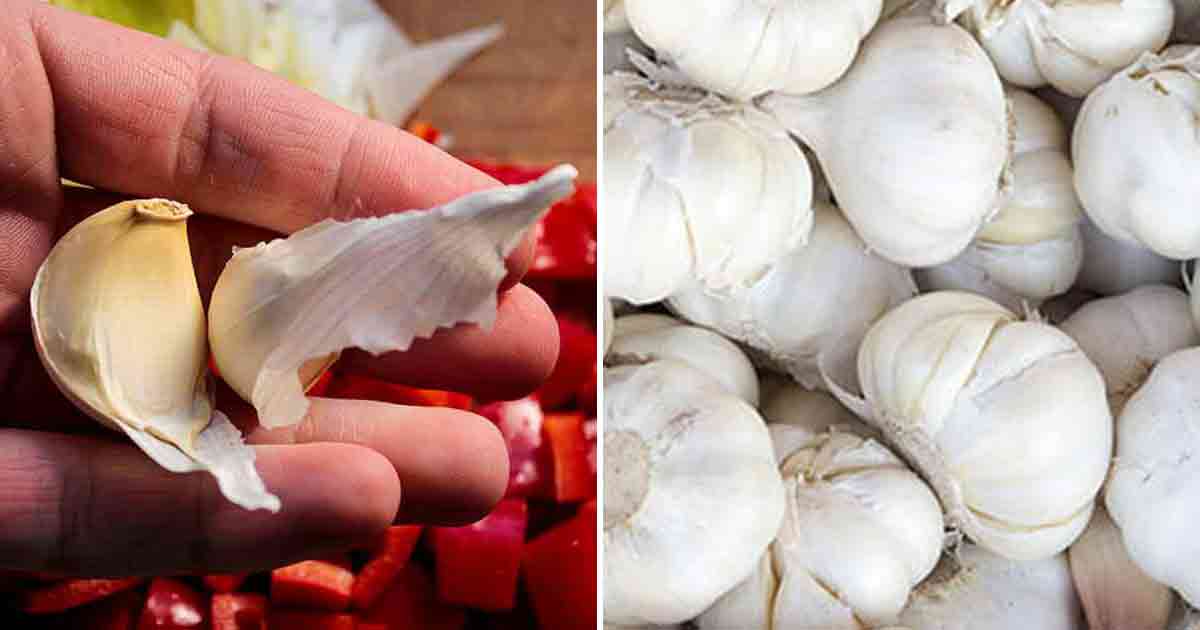 Förvara vitlök